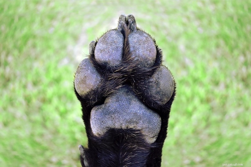 Hoe zorg je voor de voetzolen van je hond:8 eenvoudige manieren