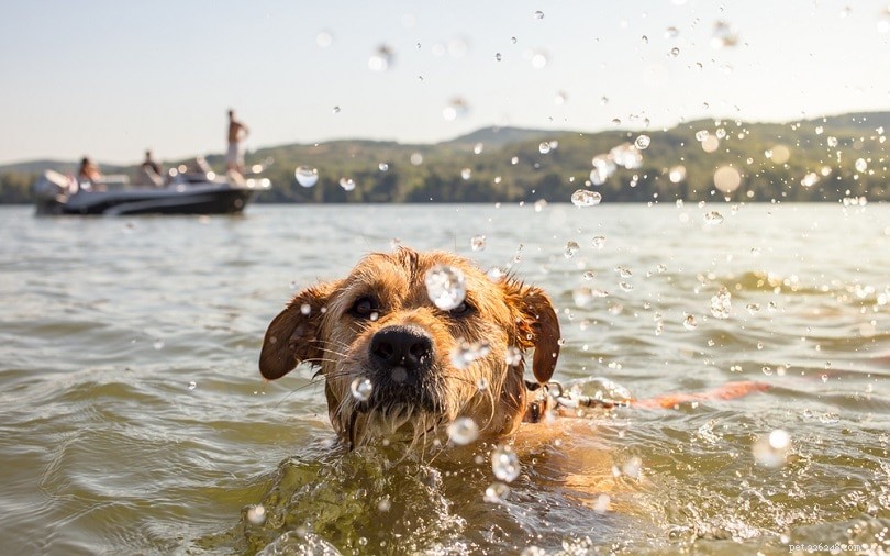 Sommarsäkerhetstips för hundar:6 scenarier att vara försiktig i