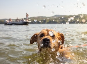 犬のための夏の安全のヒント：注意すべき6つのシナリオ 