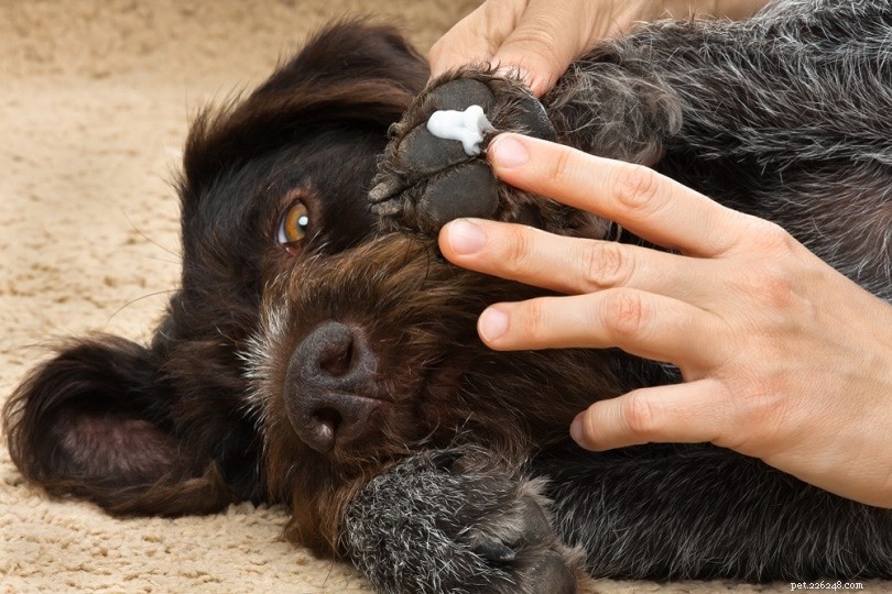 Как ухаживать за подушечками лап собаки:8 простых способов