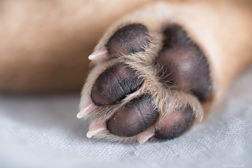 Hoe zorg je voor de voetzolen van je hond:8 eenvoudige manieren