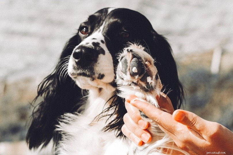 Jak pečovat o polštářky tlapek vašeho psa:8 snadných způsobů