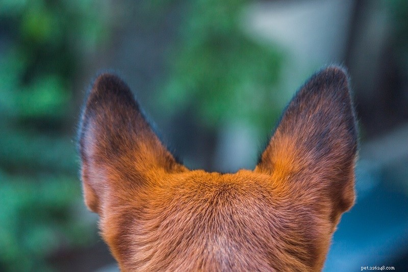 Hoe u de oren van uw hond schoonmaakt - eenvoudige tips en trucs