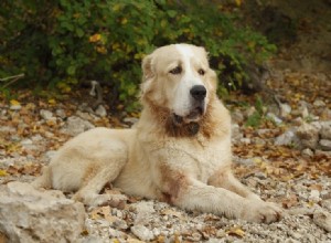 Armbågsdysplasi hos hundar – tecken och behandlingar