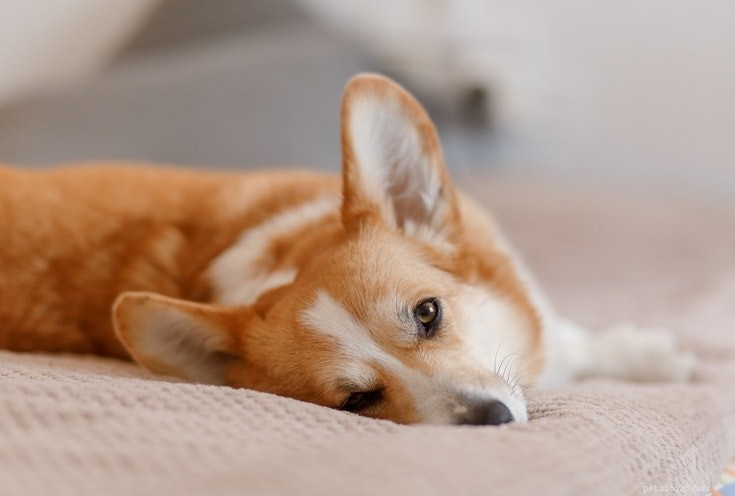Artritis bij honden:symptomen en zorg