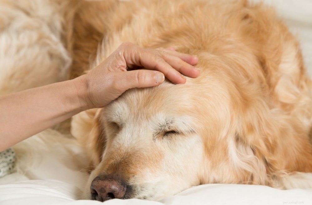 Arthrite chez le chien :symptômes et soins