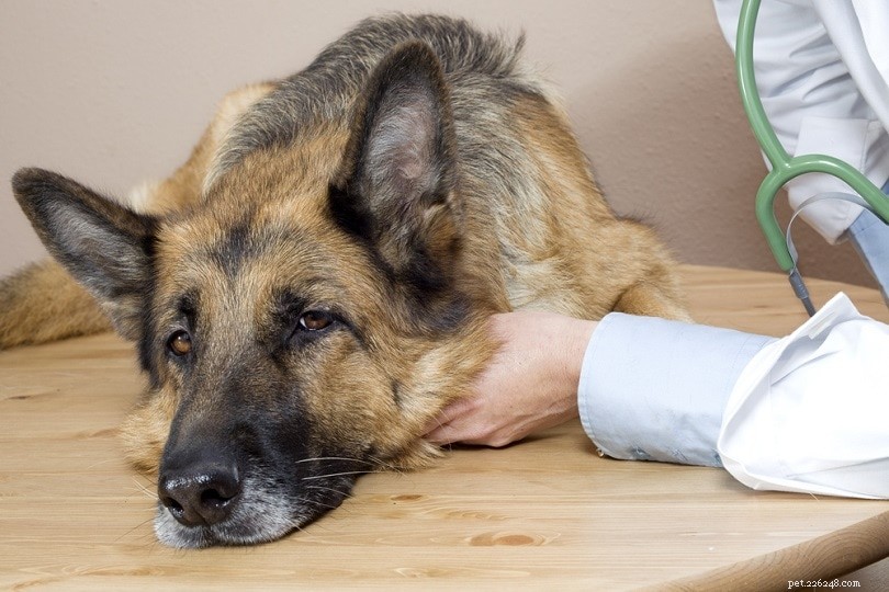 Artrit hos hundar:symtom och vård