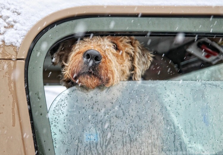 Comment prendre soin de votre chien en hiver