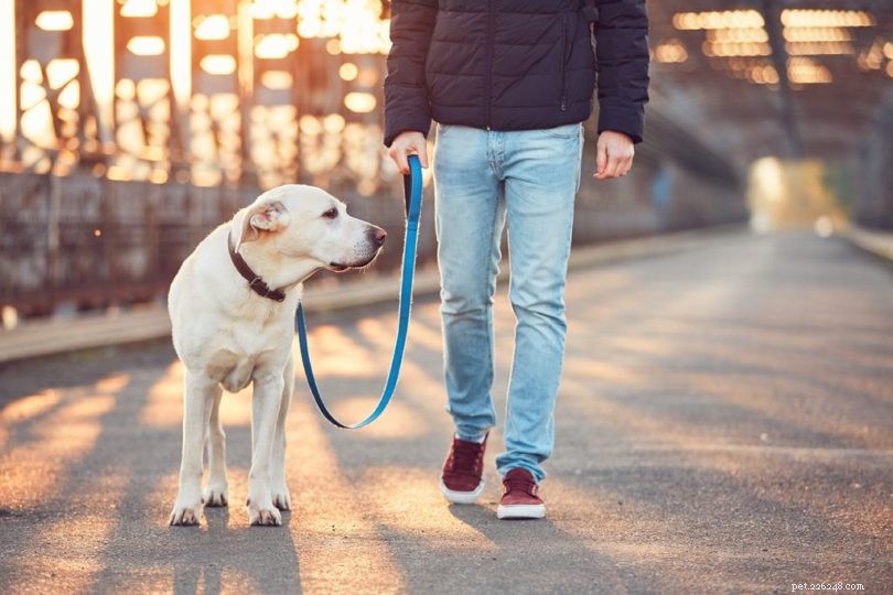 Hoe u met uw hond kunt wandelen:onze 5 beste tips