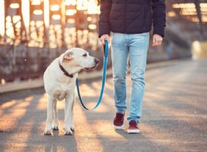 Hoe u met uw hond kunt wandelen:onze 5 beste tips