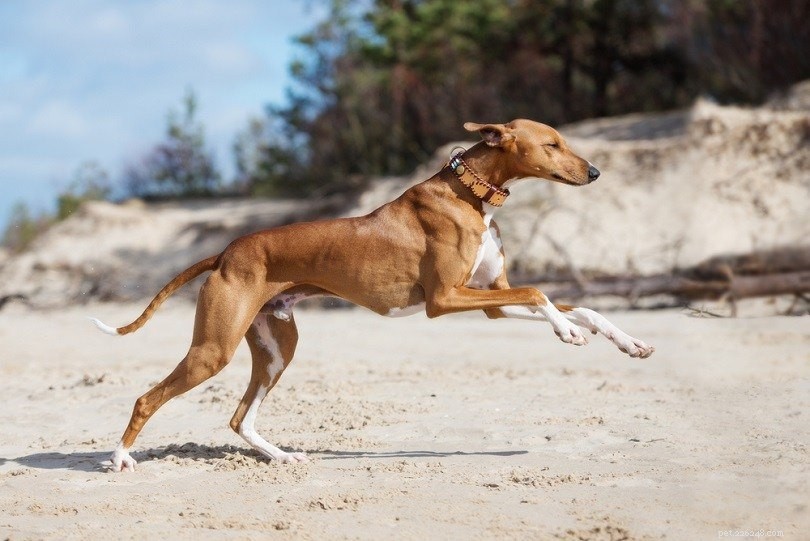 Hyperaktivitet hos hundar:symtom och möjliga orsaker
