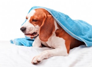 Питомниковый кашель у собак:симптомы и лечение