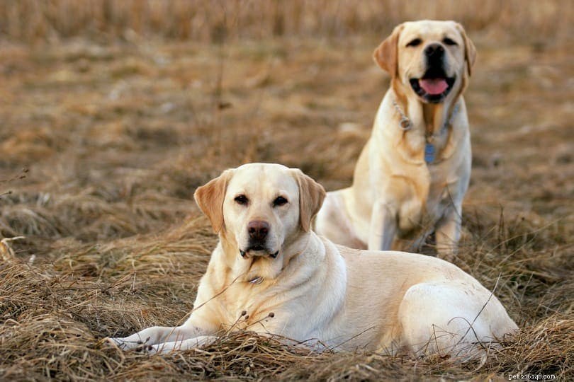 20 meilleures races de chiens de compagnie