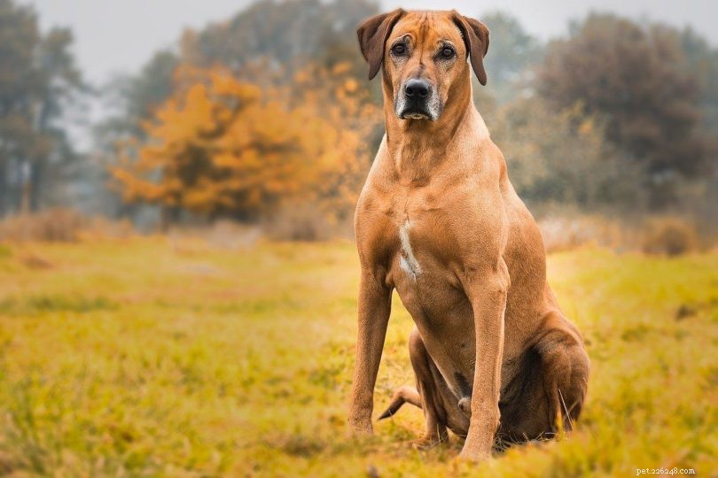 20 races de chiens les plus agressives (avec photos)