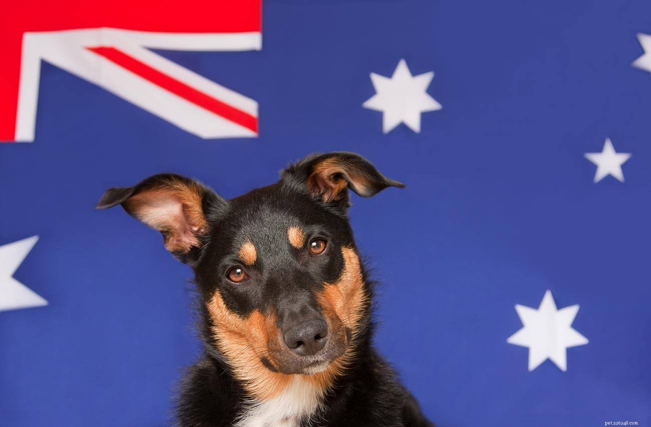 10 australiska hundraser (med bilder)
