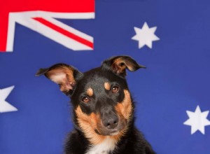 10 australiska hundraser (med bilder)