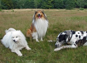 90+ melhores raças de cães para diferentes necessidades (cães de guarda, para crianças e mais!)