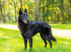 10匹の黒い犬の品種：大きくて小さくてふわふわ（写真付き） 