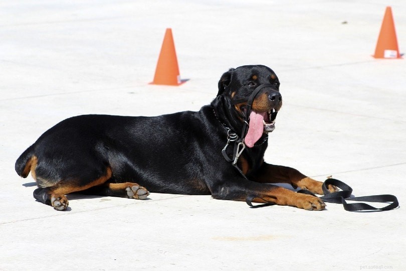 10 races de chiens noirs :grands, petits et duveteux (avec photos)