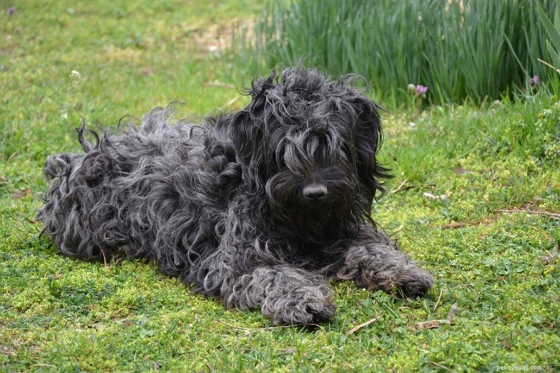 10匹の黒い犬の品種：大きくて小さくてふわふわ（写真付き） 