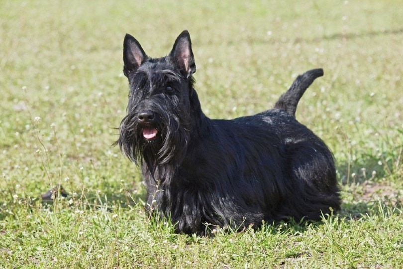 10 zwarte hondenrassen:groot, klein en pluizig (met afbeeldingen)