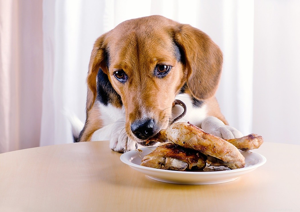6 bästa proteinkällorna för hundar:Allt du behöver veta!