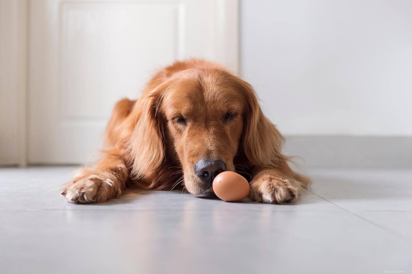 6 meilleures sources de protéines pour chiens :tout ce que vous devez savoir !