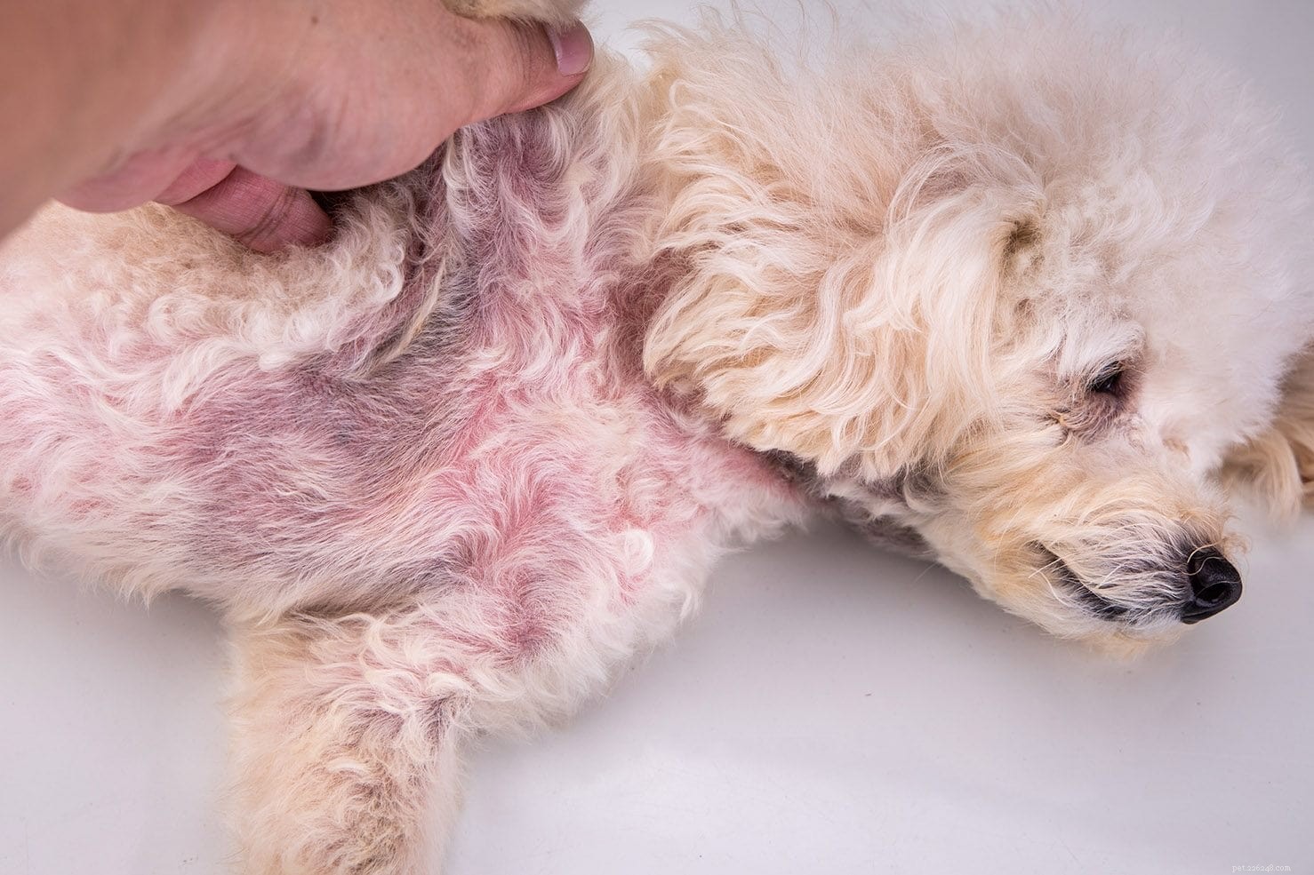 Dermatite da Malassezia (infezioni da lieviti) nei cani:cause, trattamenti, prevenzione