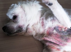 Dermatite à Malassezia (infections à levures) chez le chien :causes, traitements, prévention