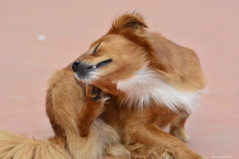 犬のマラセチア皮膚炎（イースト菌感染症）：原因、治療、予防 