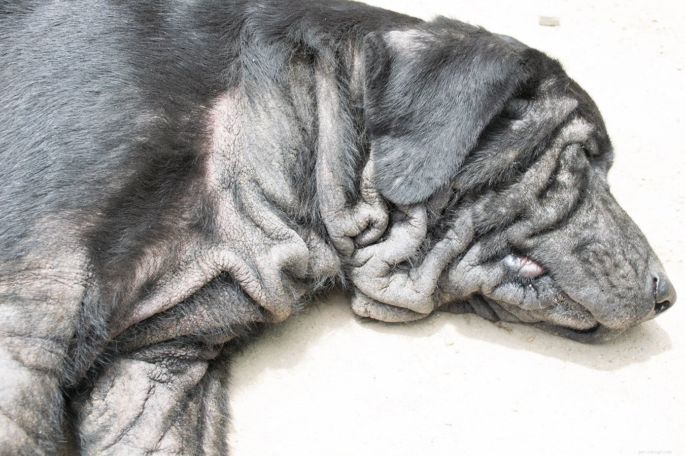 Malassezia-dermatit (svampinfektioner) hos hundar:orsaker, behandlingar, förebyggande