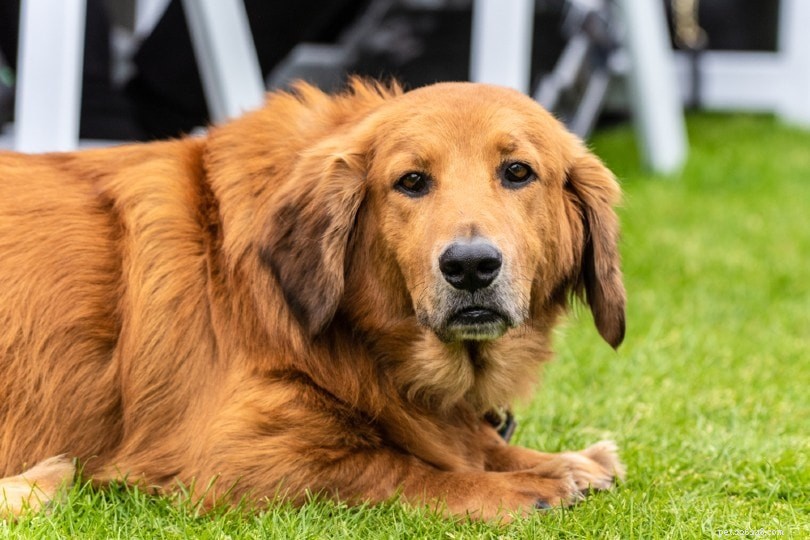 100+ meravigliose razze di cani misti che adorerai (con immagini)