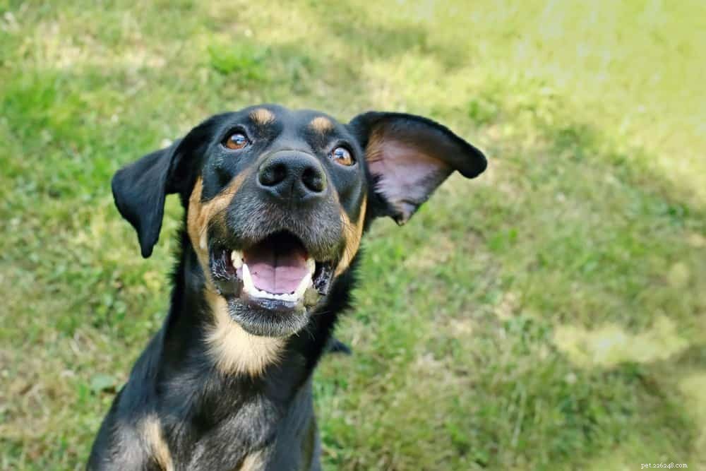 100+ races de chiens mixtes merveilleuses que vous allez adorer (avec photos)