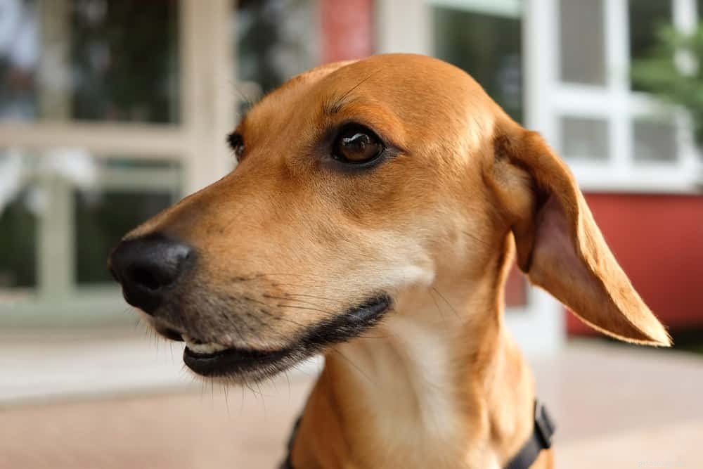 100+ замечательных смешанных пород собак, которые вам понравятся (с иллюстрациями)