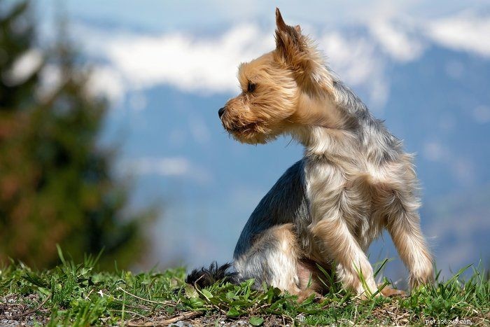 100+ замечательных смешанных пород собак, которые вам понравятся (с иллюстрациями)