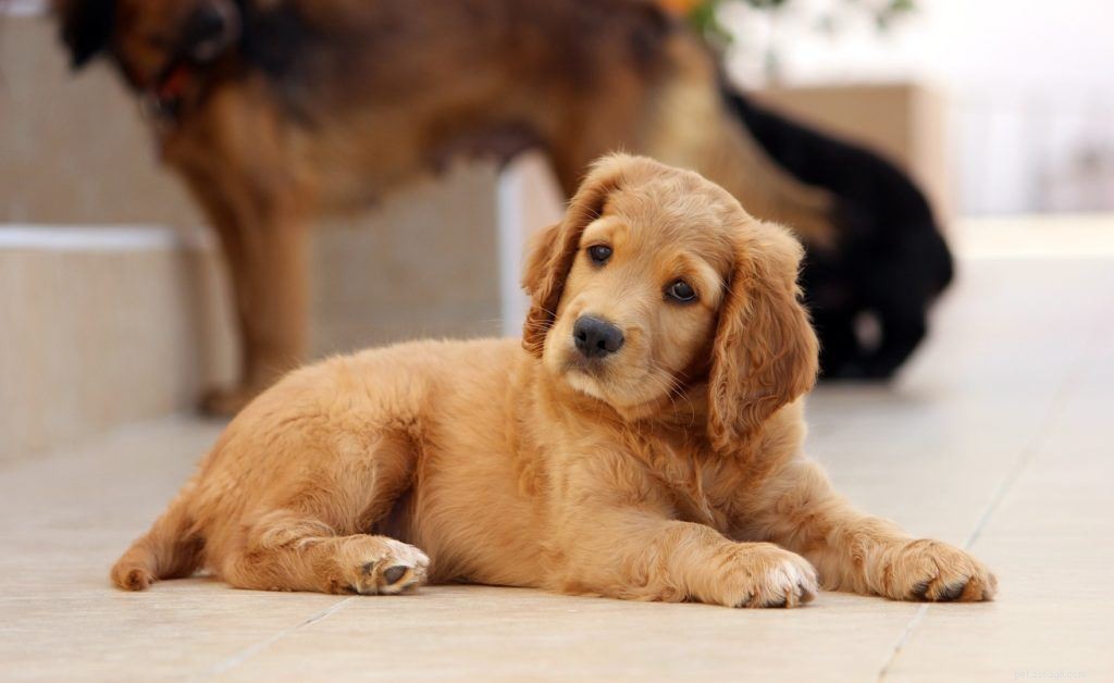 100+ geweldige gemengde hondenrassen waar je dol op zult zijn (met afbeeldingen)