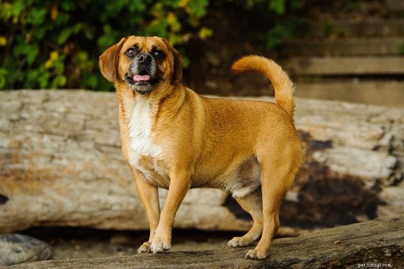100+ geweldige gemengde hondenrassen waar je dol op zult zijn (met afbeeldingen)