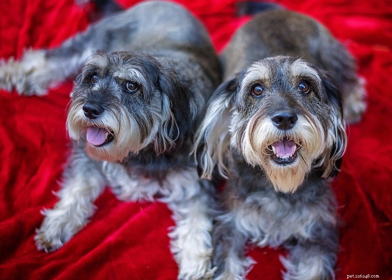 100+ races de chiens mixtes merveilleuses que vous allez adorer (avec photos)