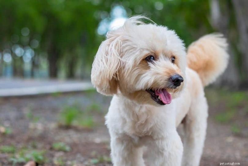 100+ meravigliose razze di cani misti che adorerai (con immagini)