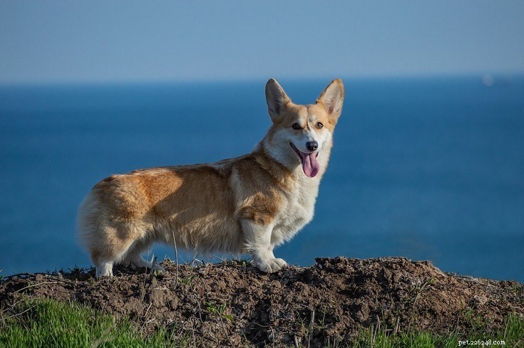 15 raças de cães mais fofas (com fotos)