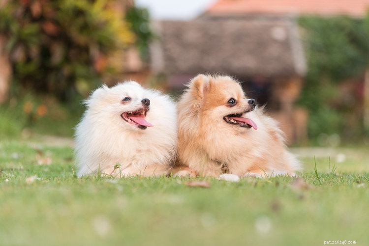 15 races de chiens les plus mignonnes (avec photos)