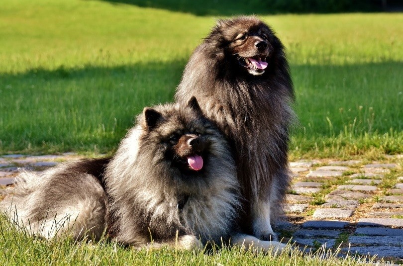15 races de chiens moelleux (grandes et petites races) :avec photos