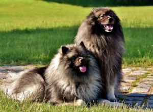 15 пород пушистых собак (большие и маленькие):с картинками