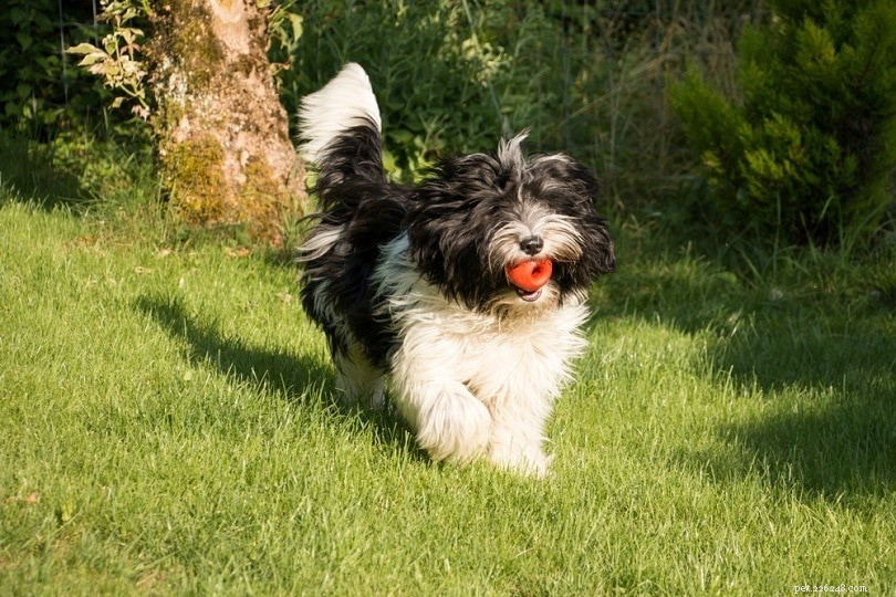 15 pluizige hondenrassen (grote en kleine rassen):met foto s 
