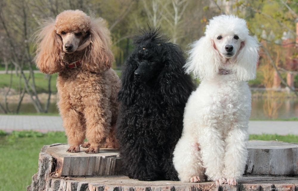 15 raças de cães fofos (raças grandes e pequenas):com fotos