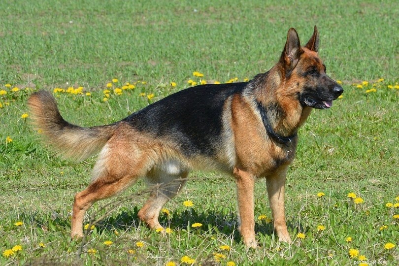 Duitse hondenrassen (met afbeeldingen)