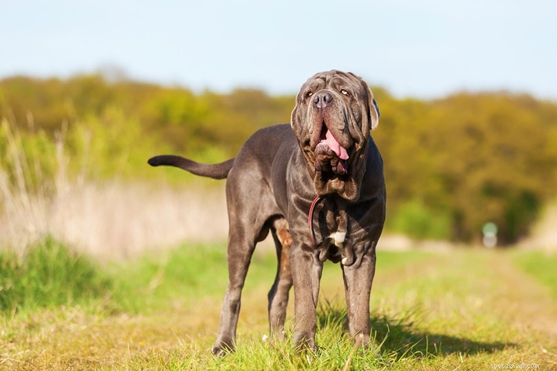 16 tipi di razze di cani giganti