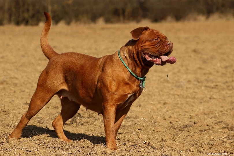 16 tipos de raças de cães gigantes