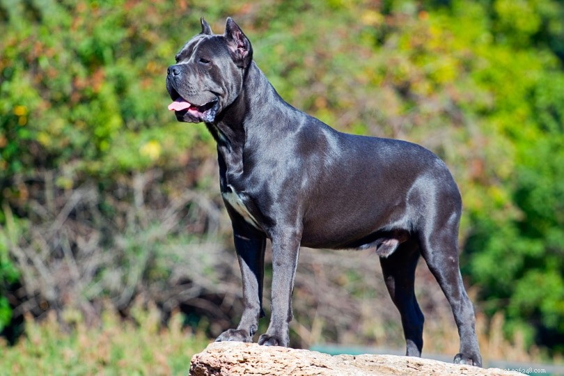 16 typů obřích plemen psů