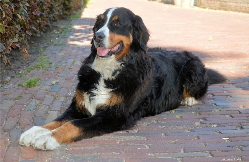 16種類の巨大な犬の品種 